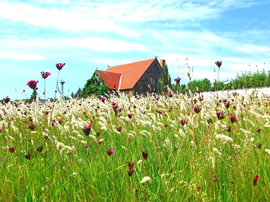 Foto: Ein rotes Dach ragt aus einer blühenden Wiese heraus.