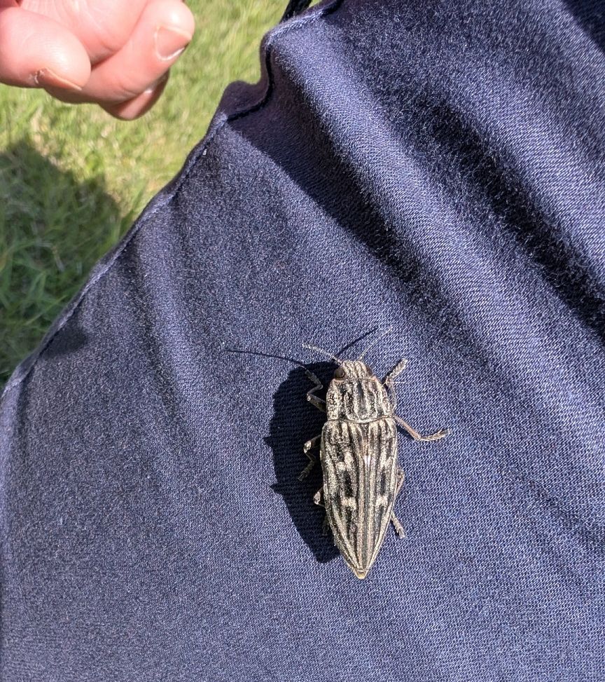 Foto: Käfer auf einem blauen Ärmel Foto: Käfer auf einem blauen Ärmel