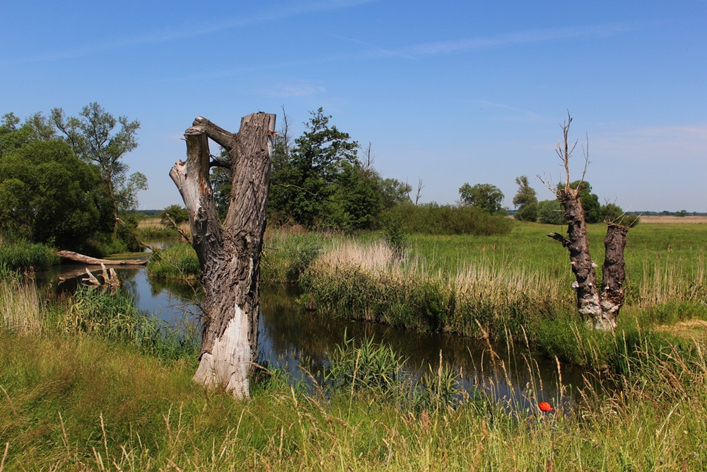 Landschaft mit Fluß, grünem Grass und alten Bäumen. 