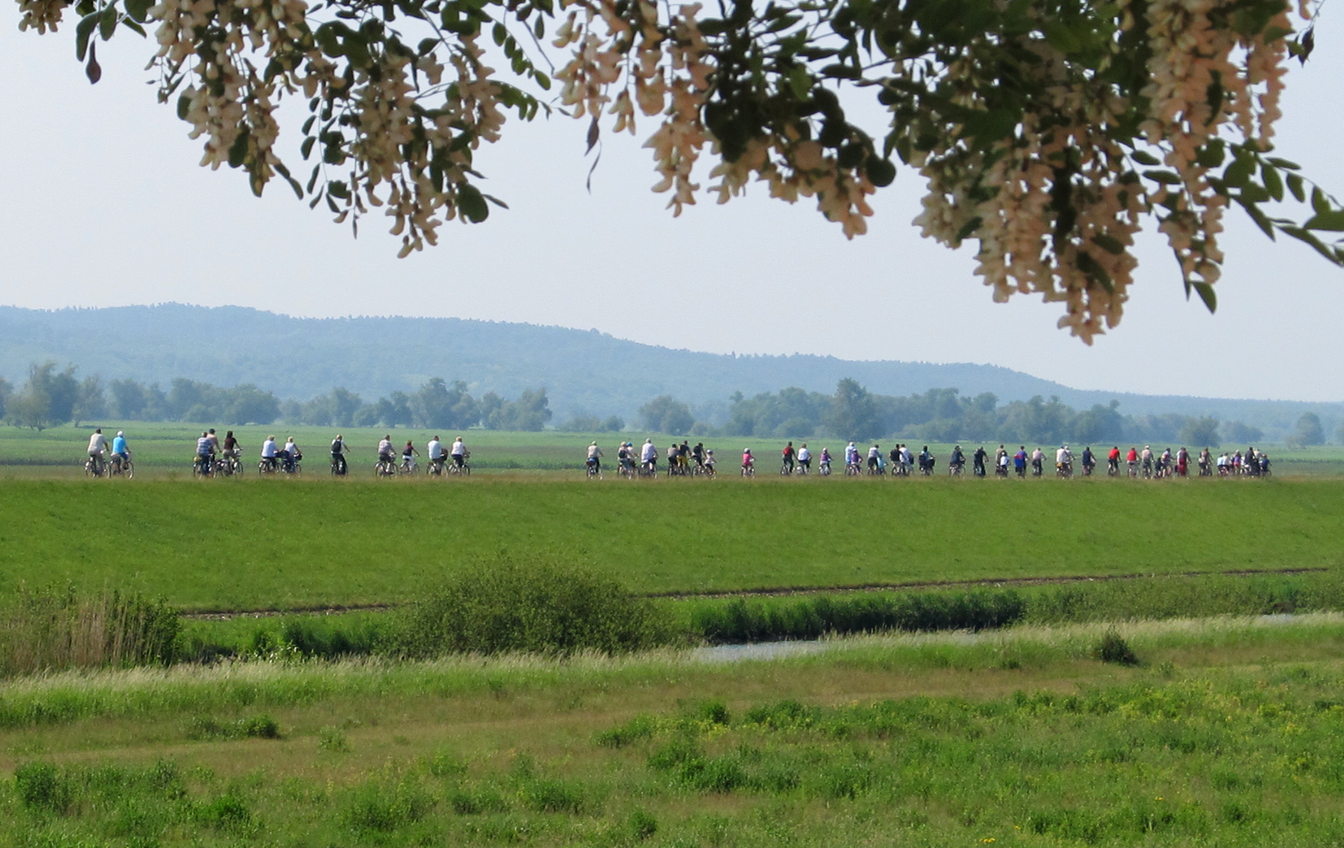 Foto: Gruppe von Radlern auf dem Deich