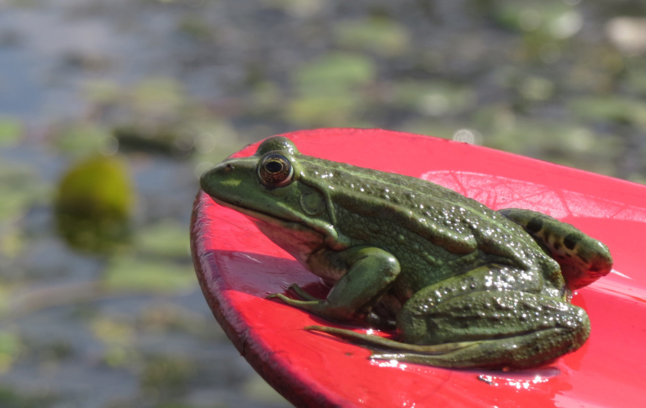 Foto: Ein Frosch auf einem roten Paddel