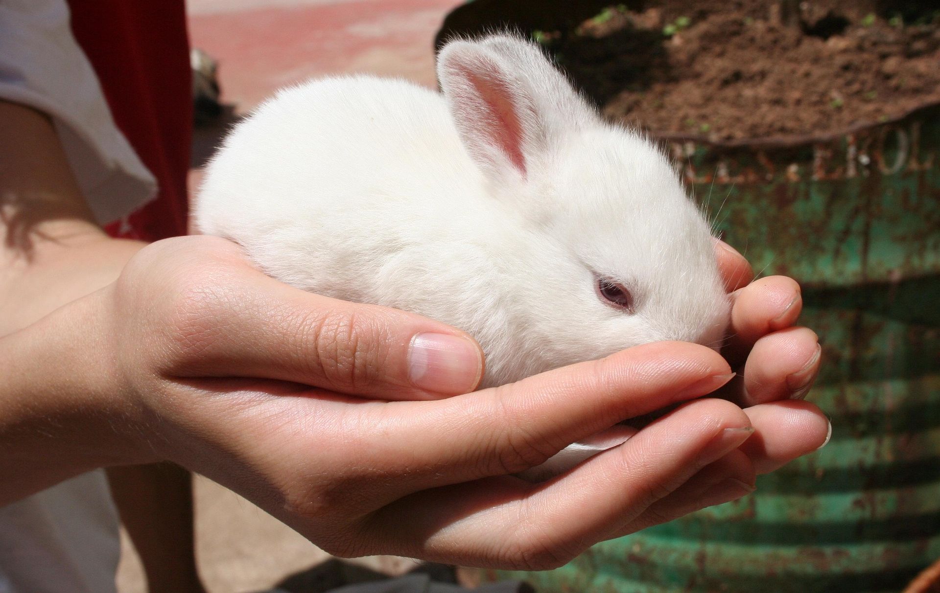 Foto: weißes Kaninchen in den Händen
