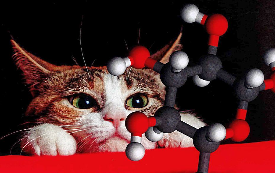 Foto: Plakat Bürgervorlesung Katzen