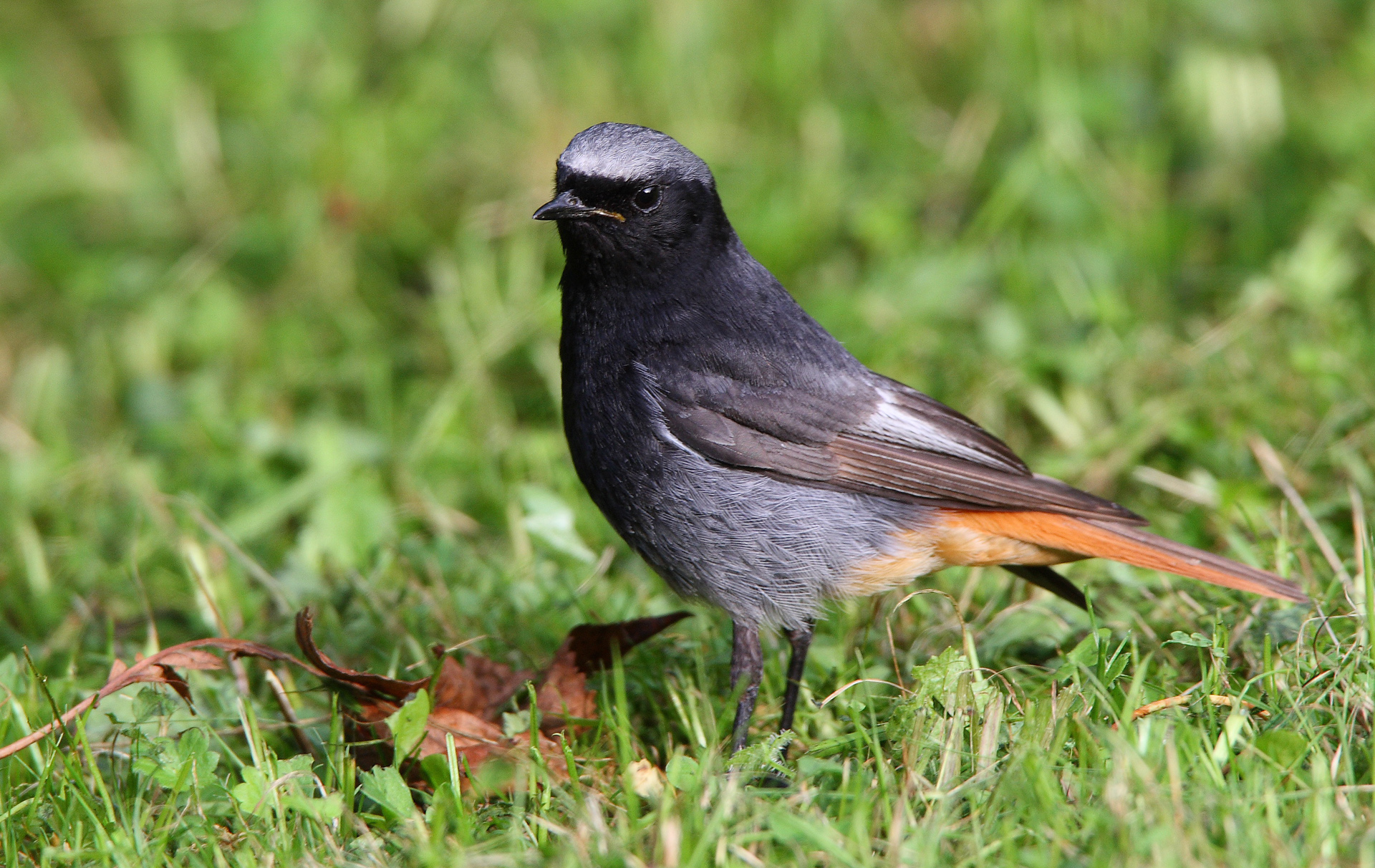 Foto: Hausrotschwanz