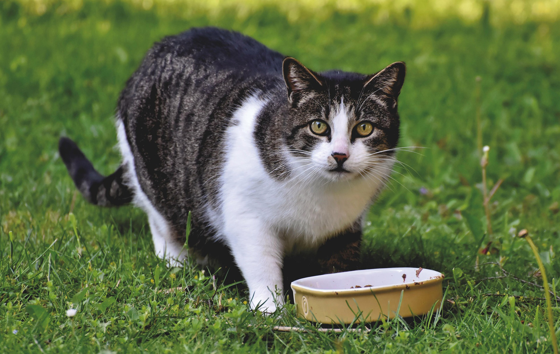 Foto: Katze am Futternapf