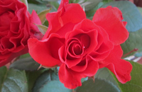 Foto: rote Rose Foto: rote Rose
