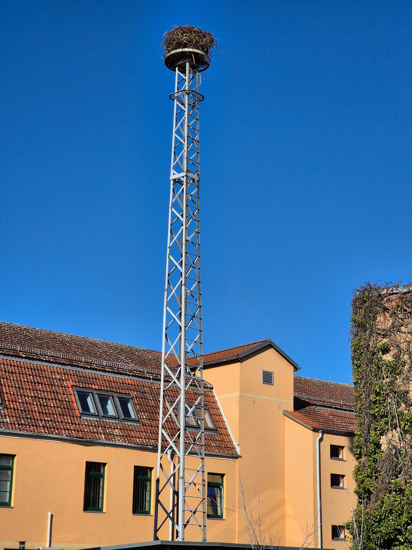 Foto: altes Storchennest
