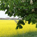 Foto vom 14. Mai 2015: blühende Kastanienzweige über Rapsfeld, dahinter Eigenheimsiedlung Kastanienallee