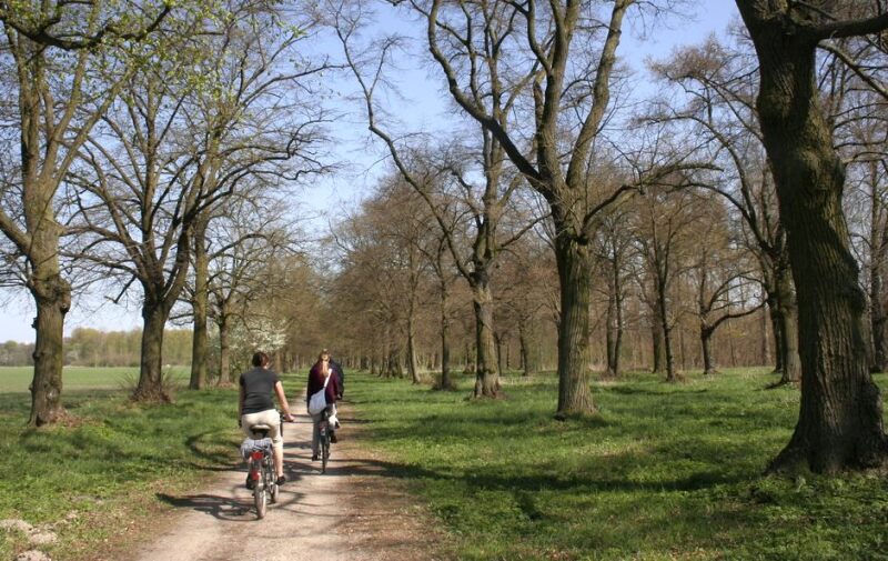 Foto: Radfahrer in einer Allee