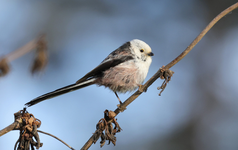 Foto: Meise auf einem Ast