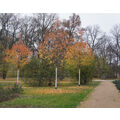 Foto vom 14. November 2014: 3 kleinkronige Bäume mit farbigen Blättern im Stadtpark