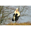 Foto vom 12. April 2018: Storch auf dem Nest im Wind