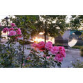 Foto vom 20. September 2018: blühende Rosen vor der Stadtbrücke imGegenlicht der aufgehenden Sonne